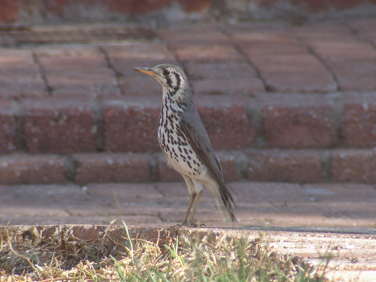 Groundscraper Thrush - ML638234703