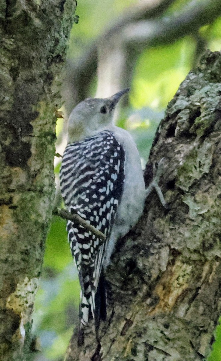 Red-bellied Woodpecker - ML638234708