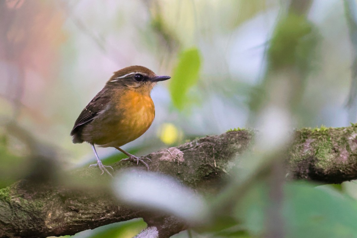 Black-cheeked Gnateater - ML638234710