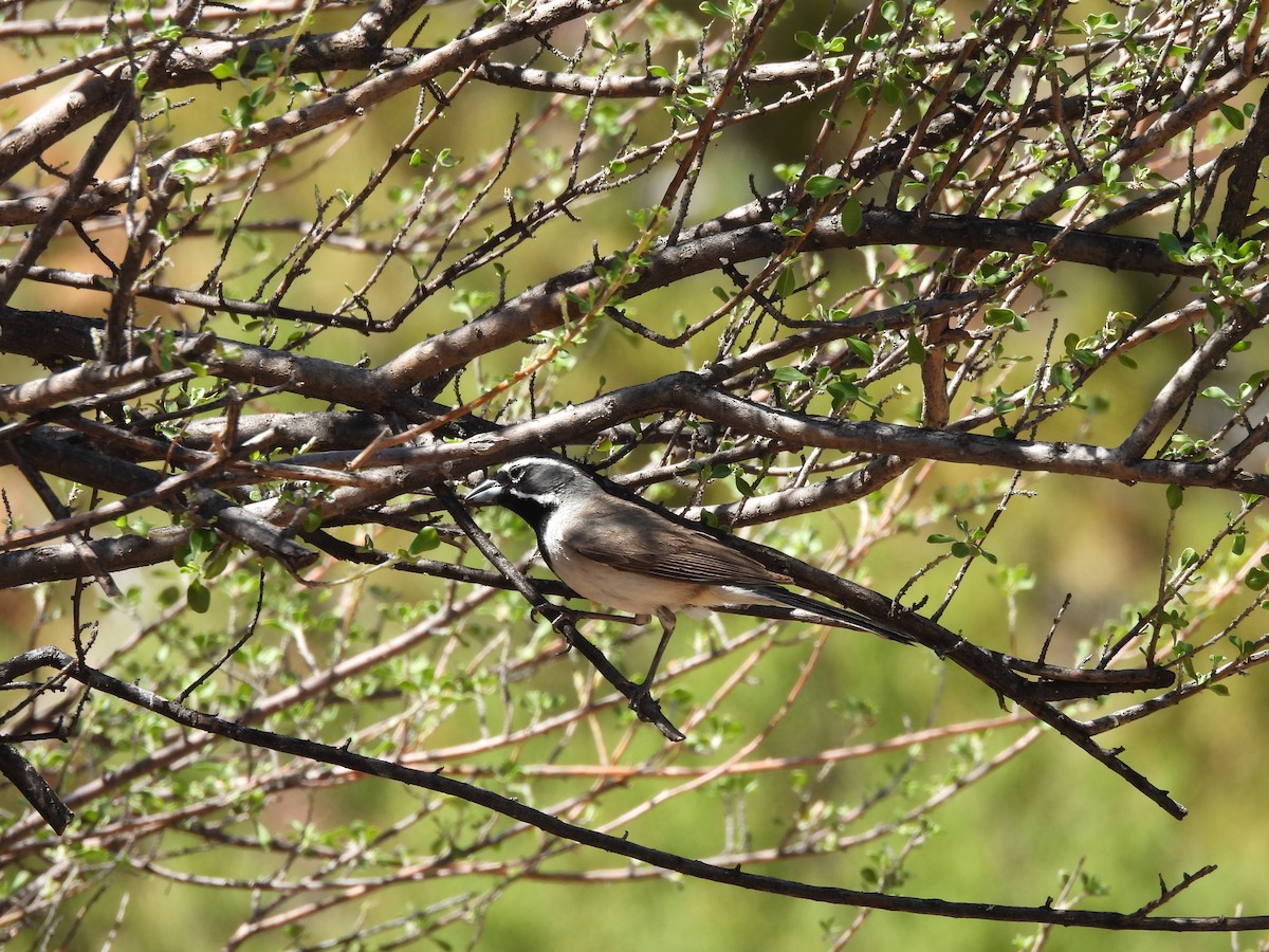 Black-throated Sparrow - ML638234723