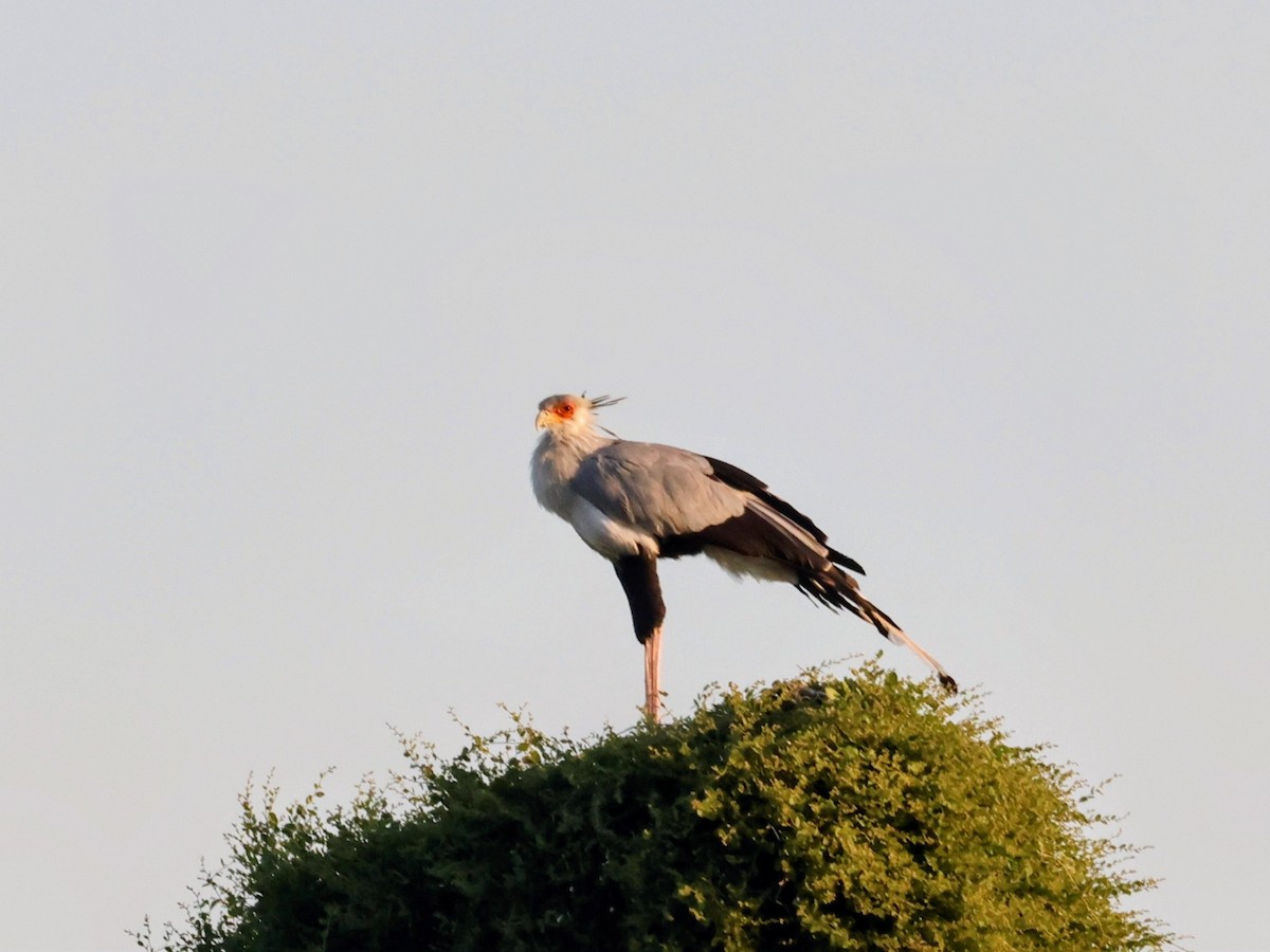 Secretarybird - ML638234741