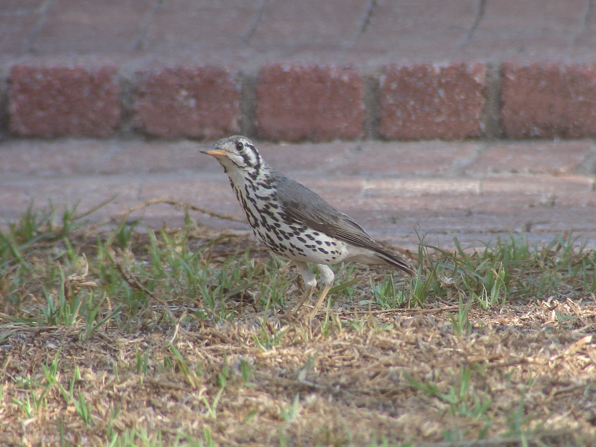 Groundscraper Thrush - ML638234754