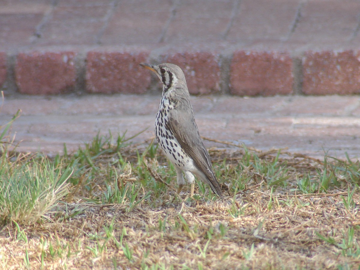 Groundscraper Thrush - ML638234755