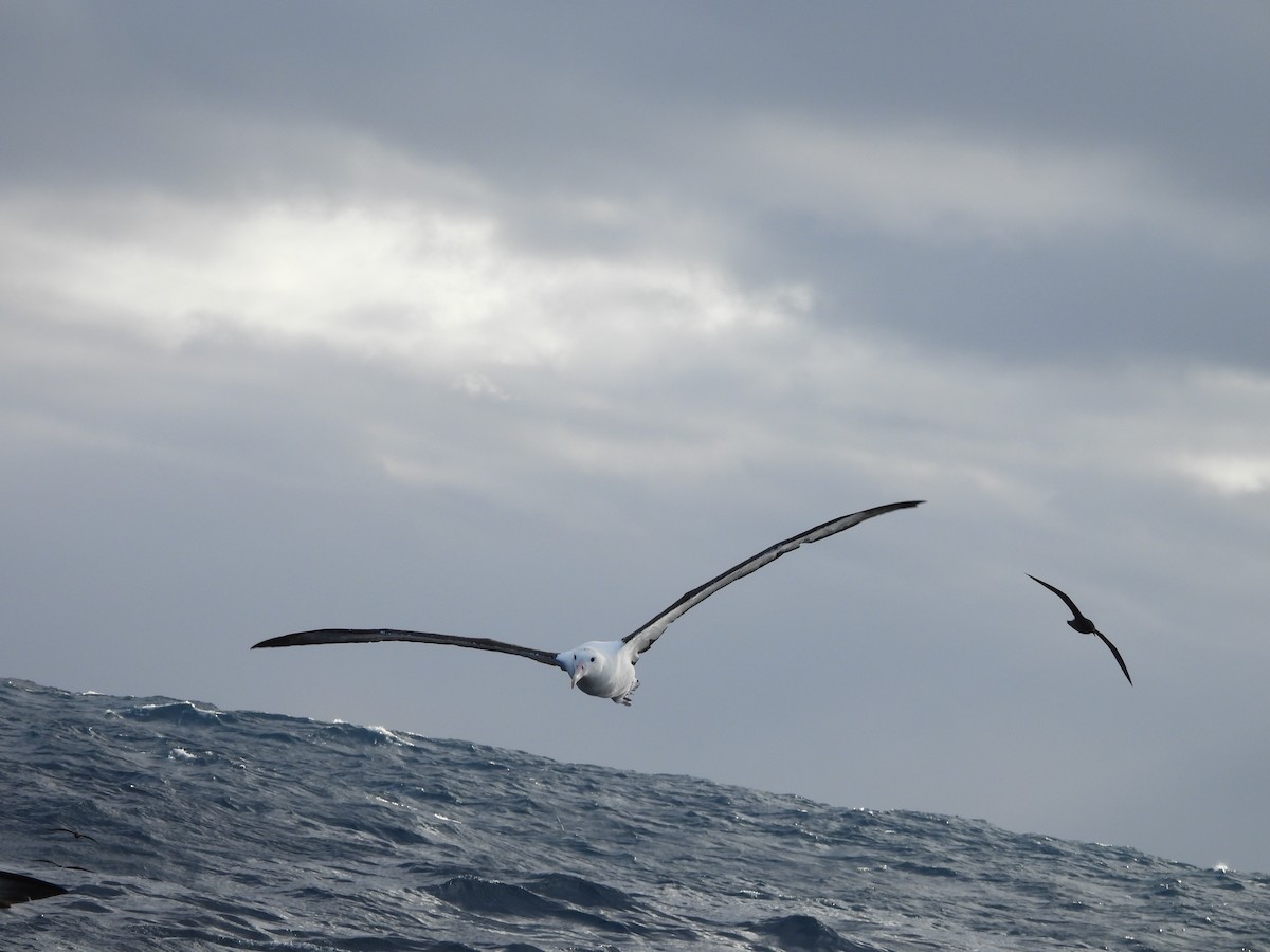 Northern Royal Albatross - ML638234757