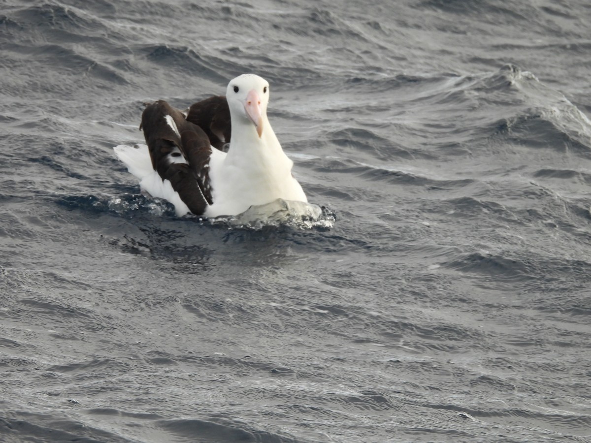 Northern Royal Albatross - ML638234758