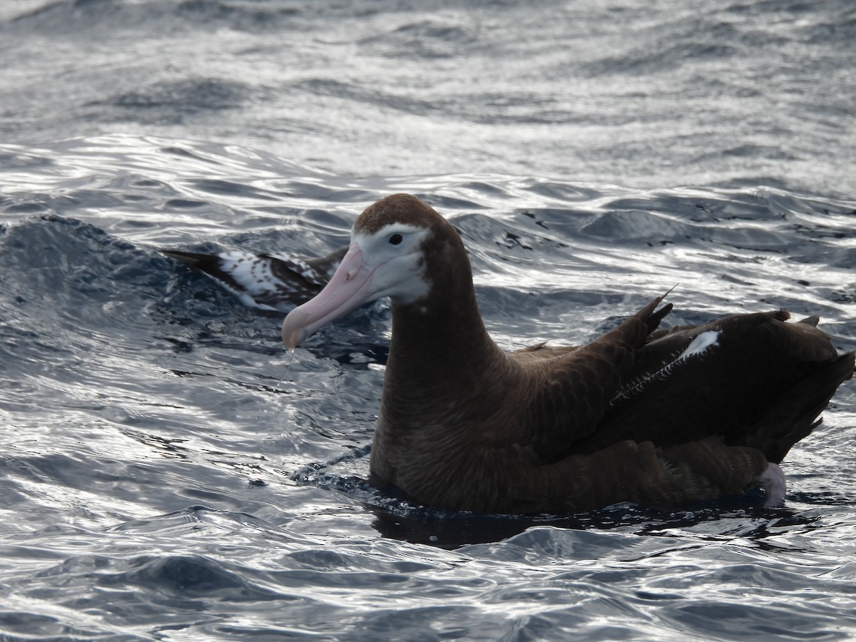 Snowy Albatross - ML638234764