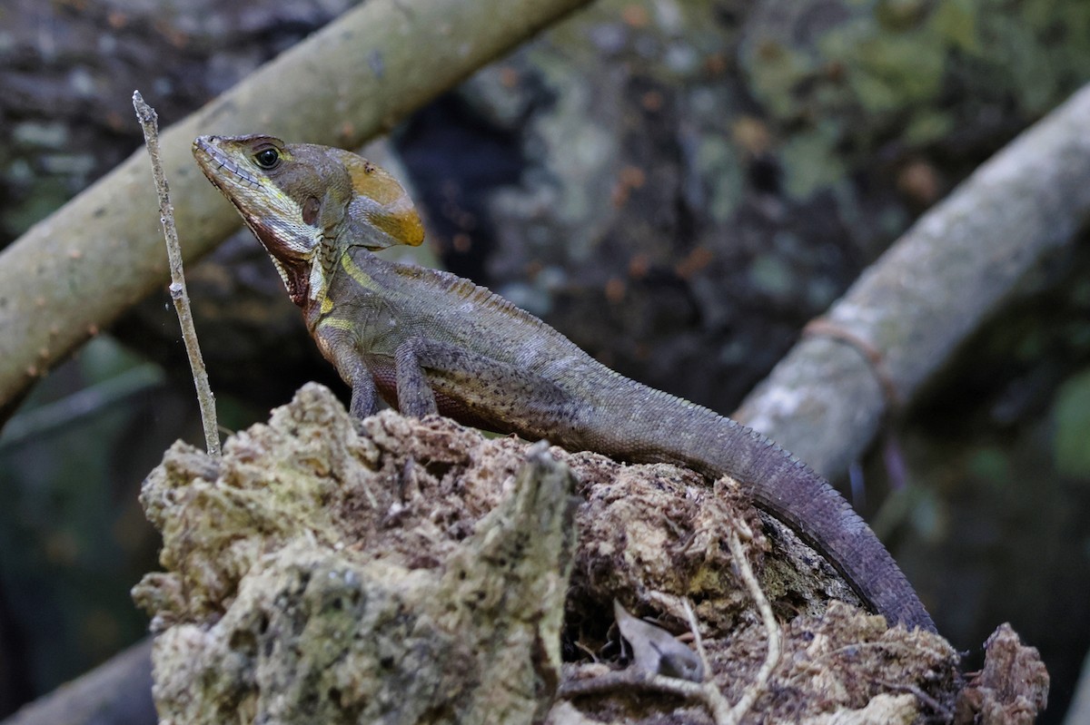 Brown Basilisk - ML638234771