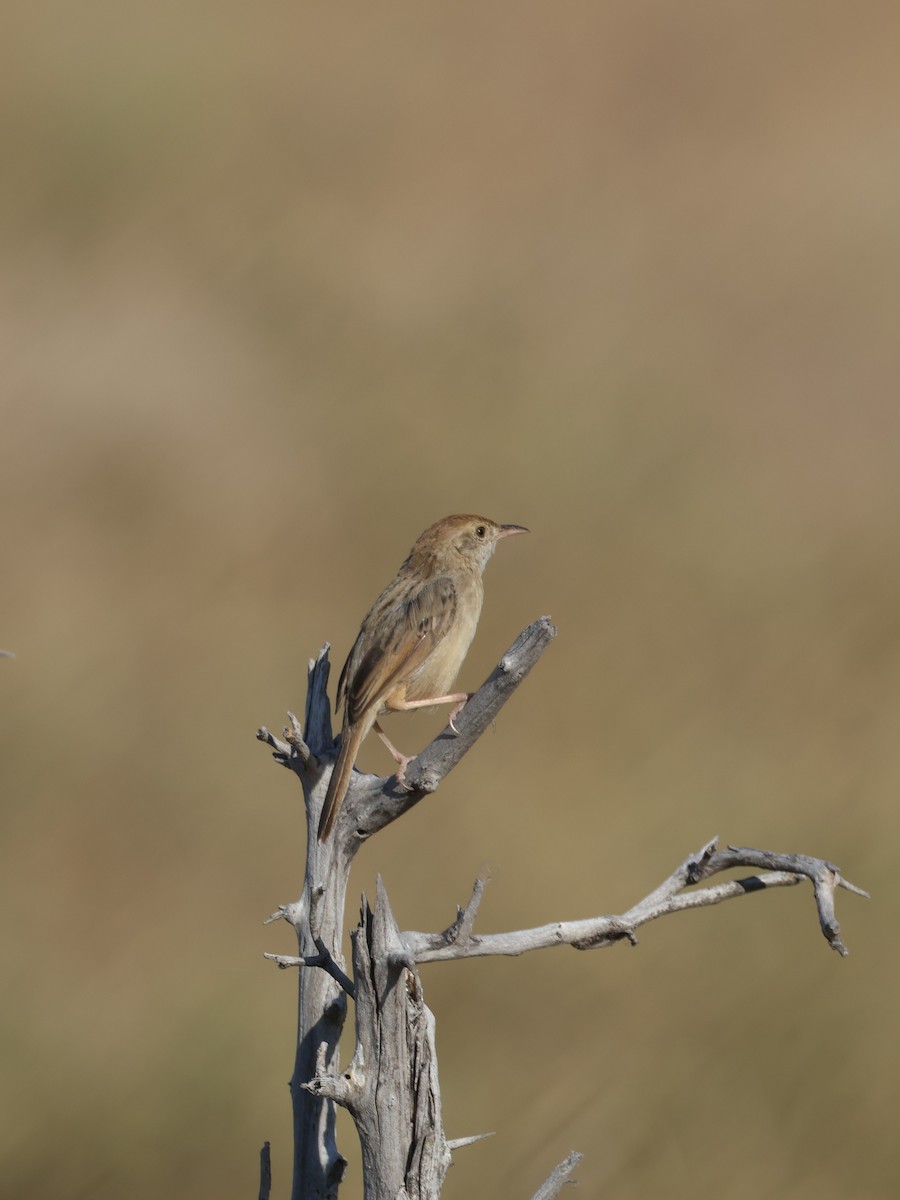 Rattling Cisticola - ML638234773