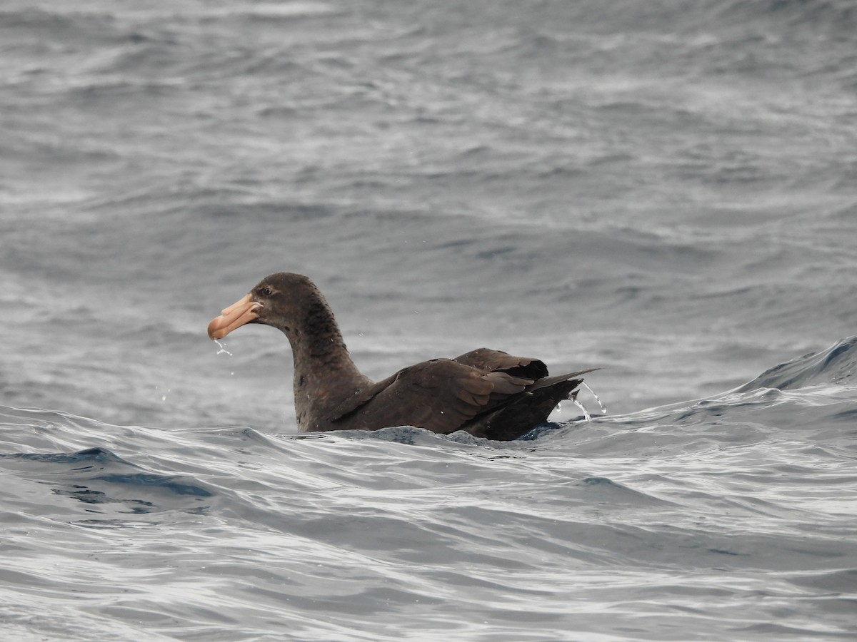 Northern Giant-Petrel - ML638234781