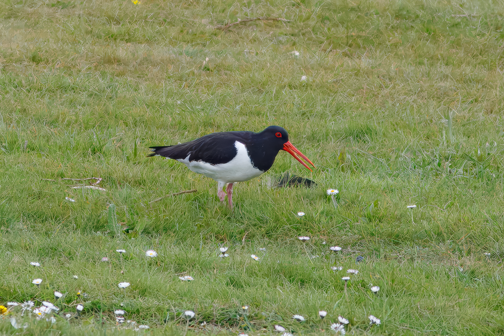 Eurasian Oystercatcher - ML638234783