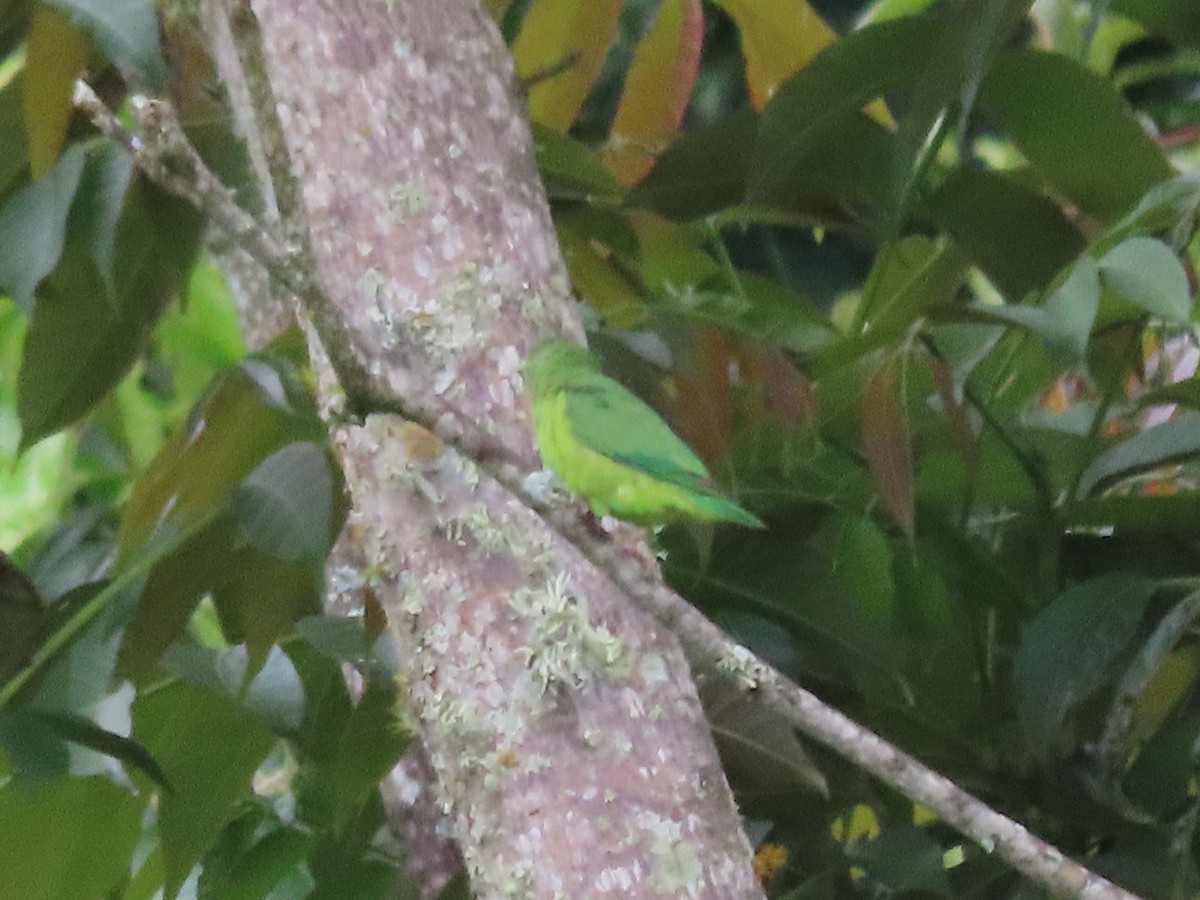 Spectacled Parrotlet - ML638234800