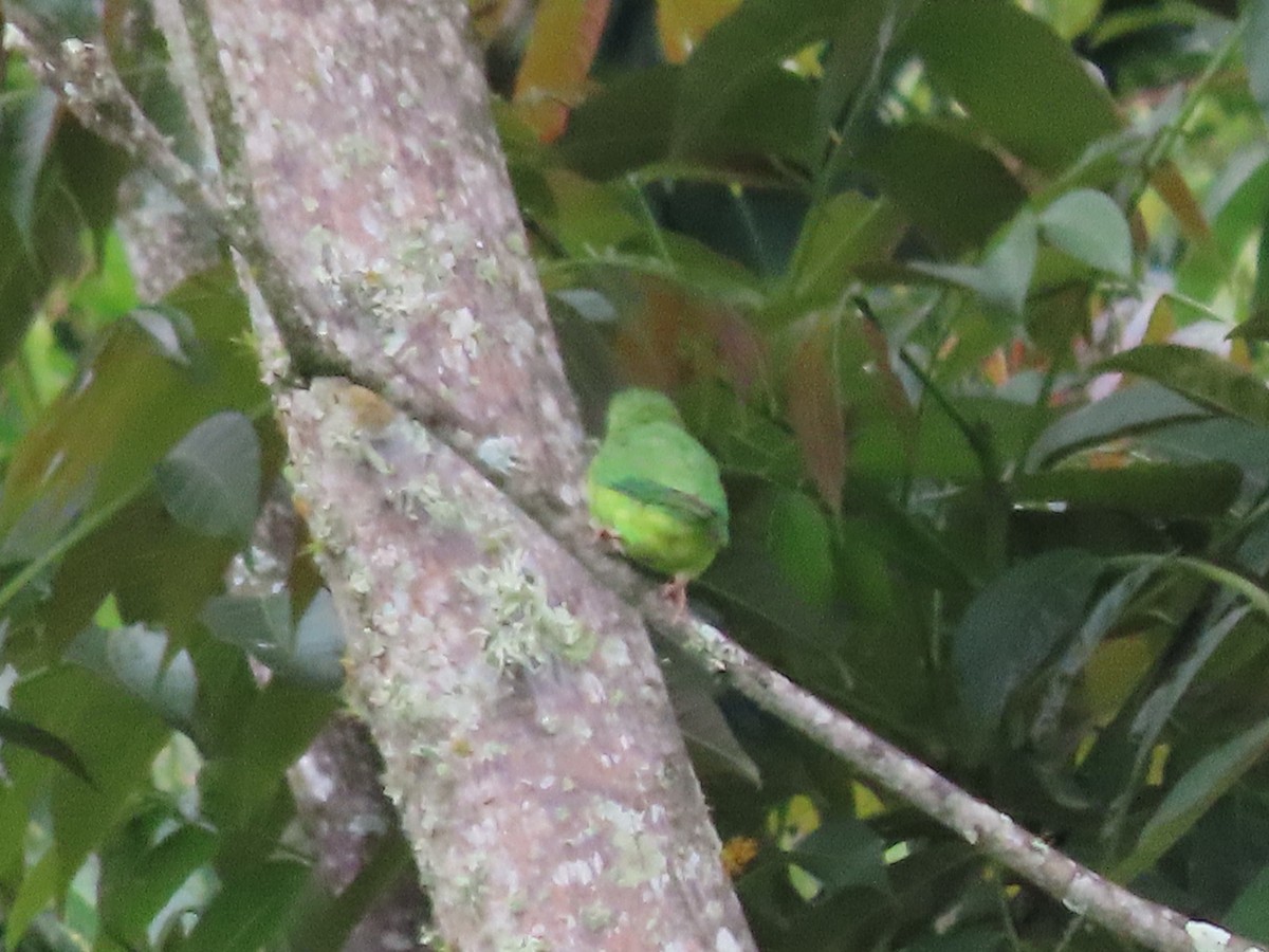Spectacled Parrotlet - ML638234801