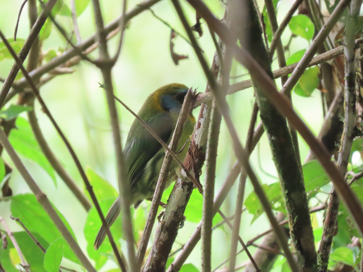 Red-headed Barbet - ML638234809