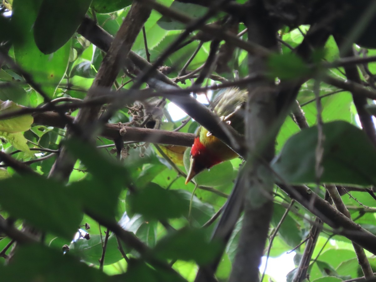 Red-headed Barbet - ML638234810