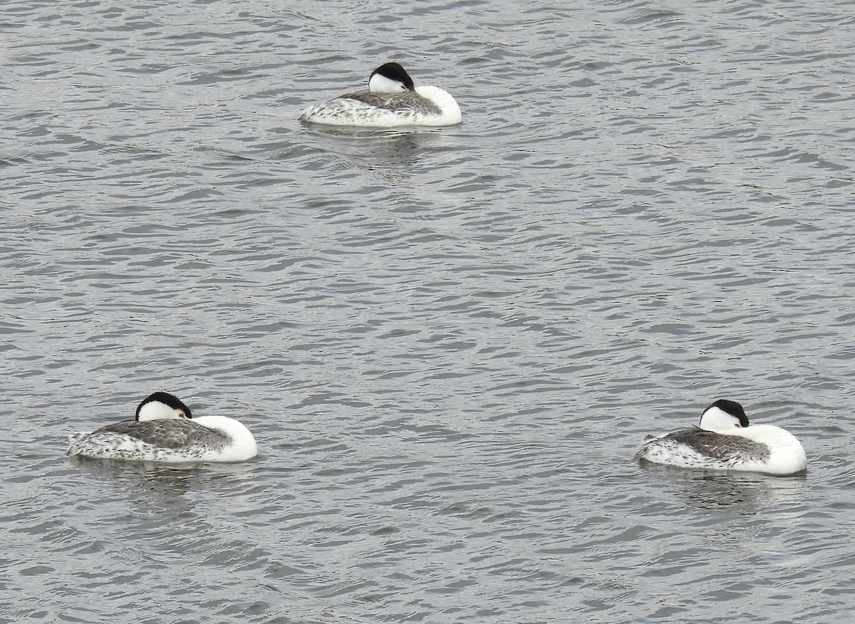 Clark's Grebe - ML638234820