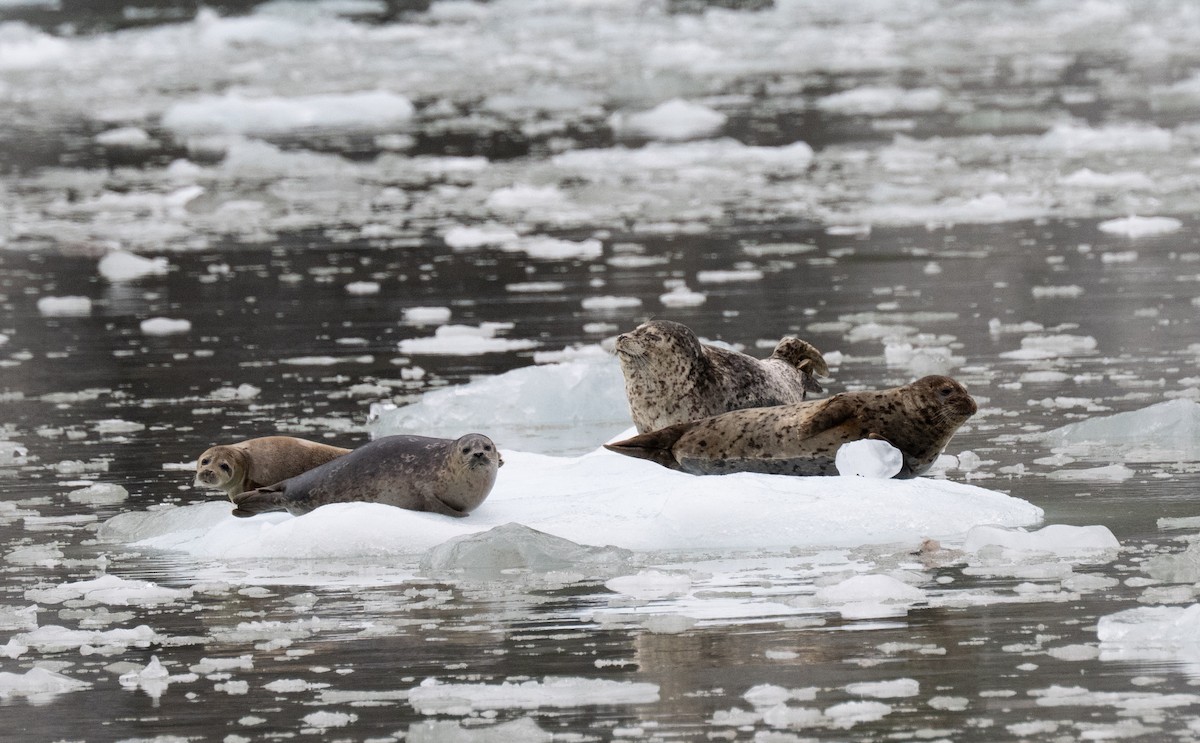 Harbor Seal - ML638234824