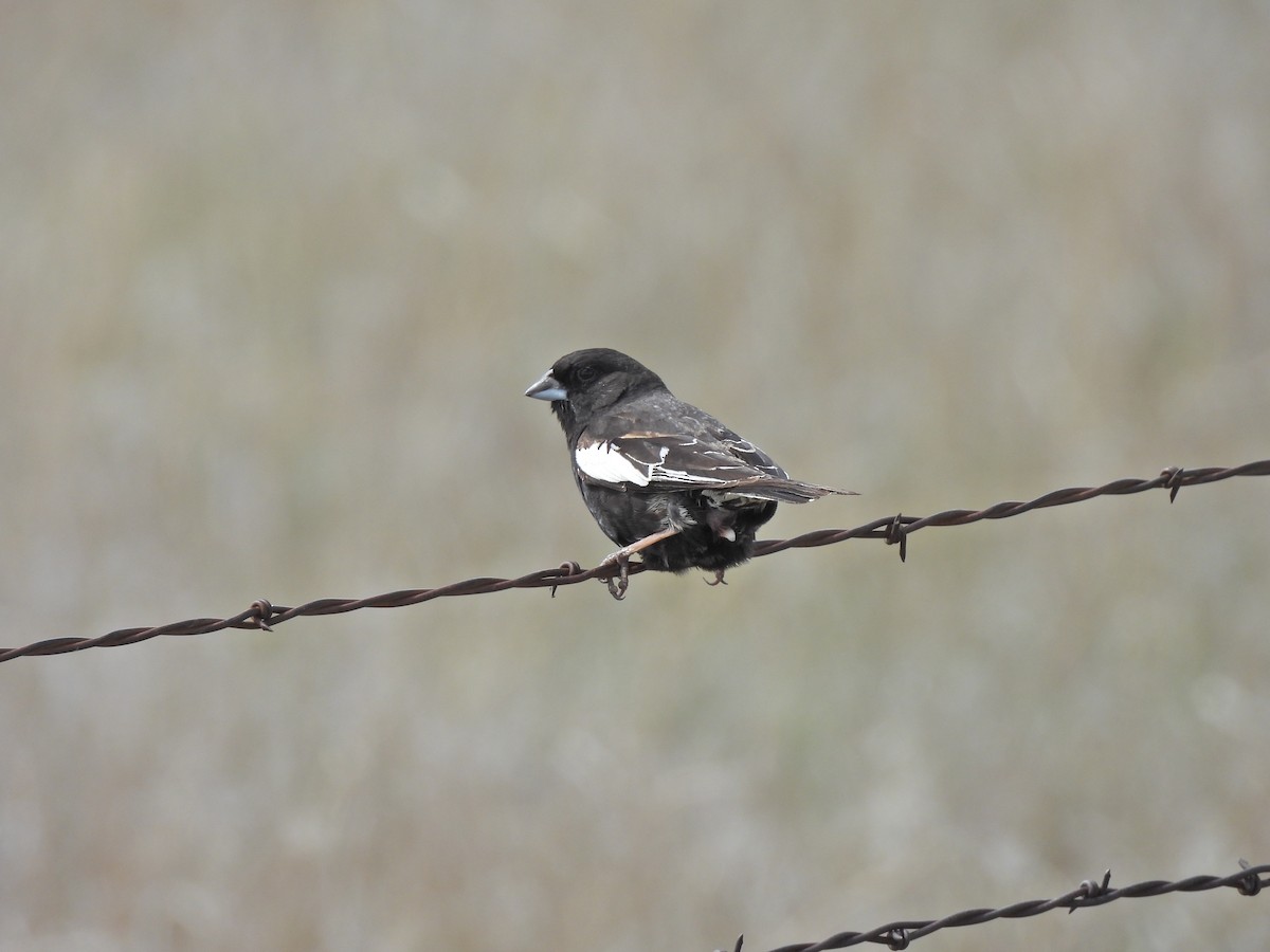 Lark Bunting - ML638234829
