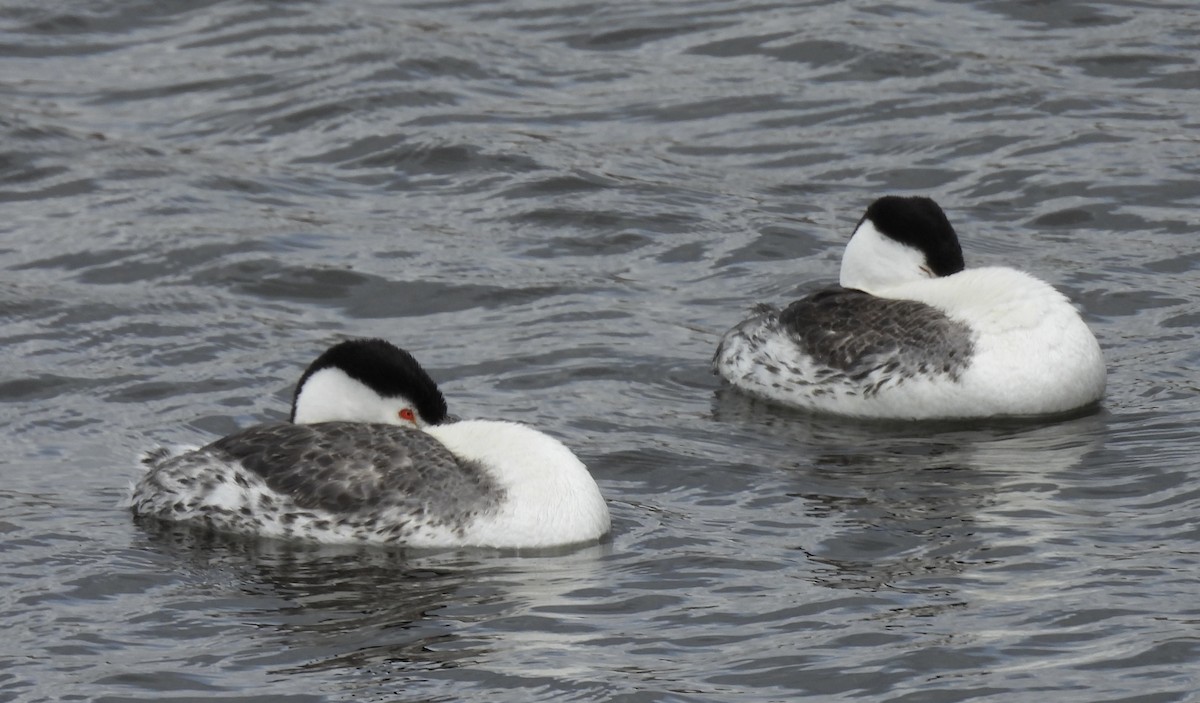 Clark's Grebe - ML638234851