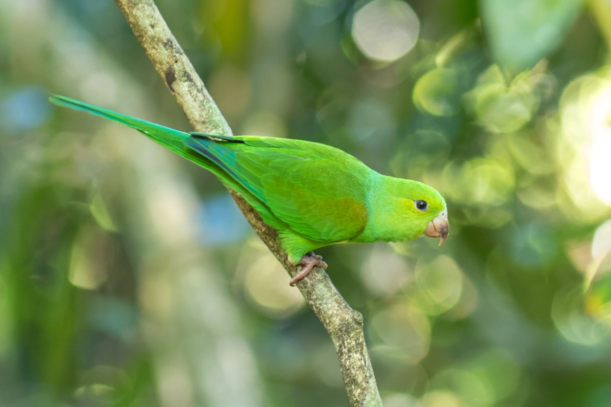 Plain Parakeet - ML638234853
