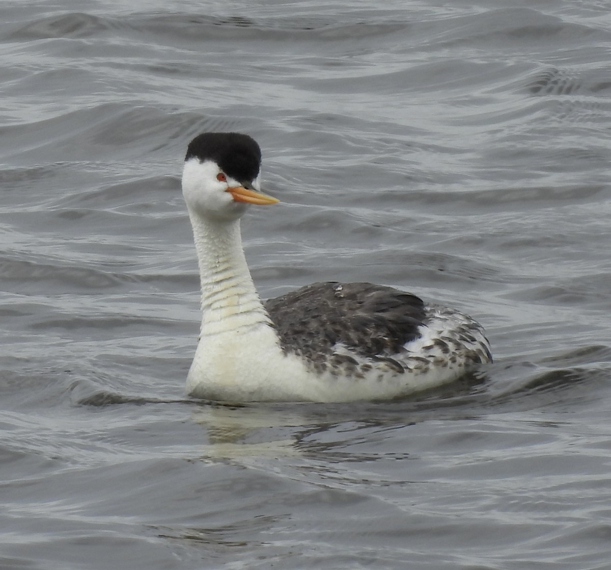 Clark's Grebe - ML638234857