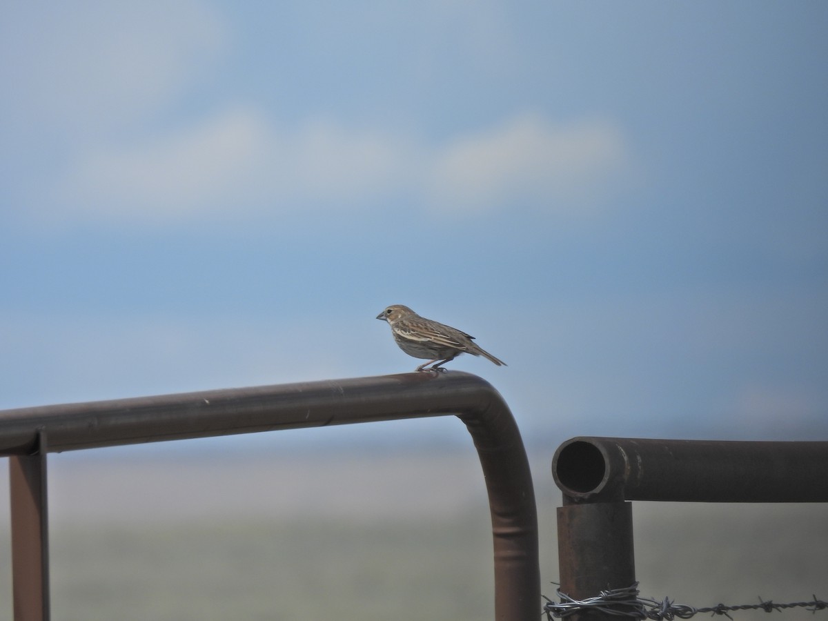 Lark Bunting - ML638234859