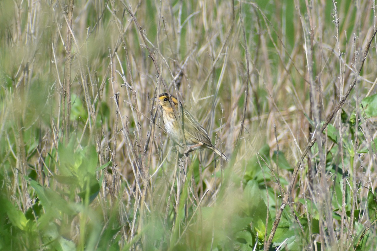 Nelson's Sparrow (Atlantic Coast) - ML638234889