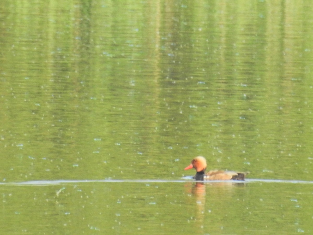 Red-crested Pochard - ML638234904