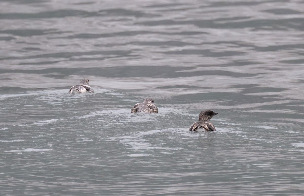 Kittlitz's Murrelet - ML638234905