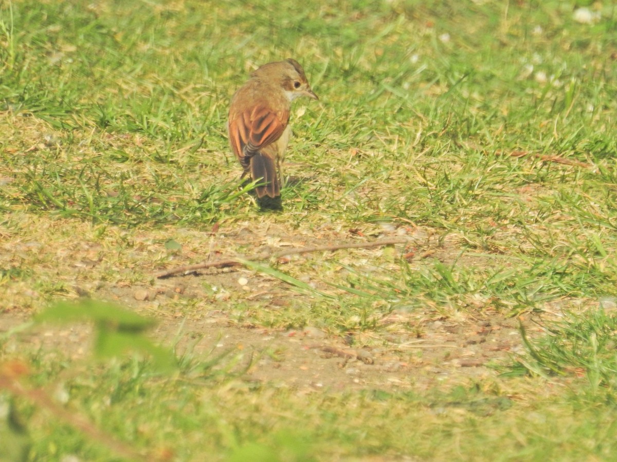 Greater Whitethroat - ML638234926