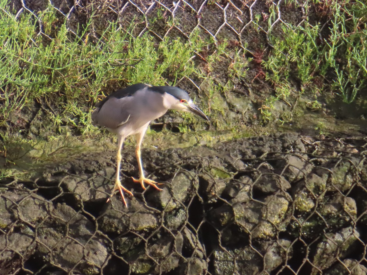 Black-crowned Night Heron - ML638234950
