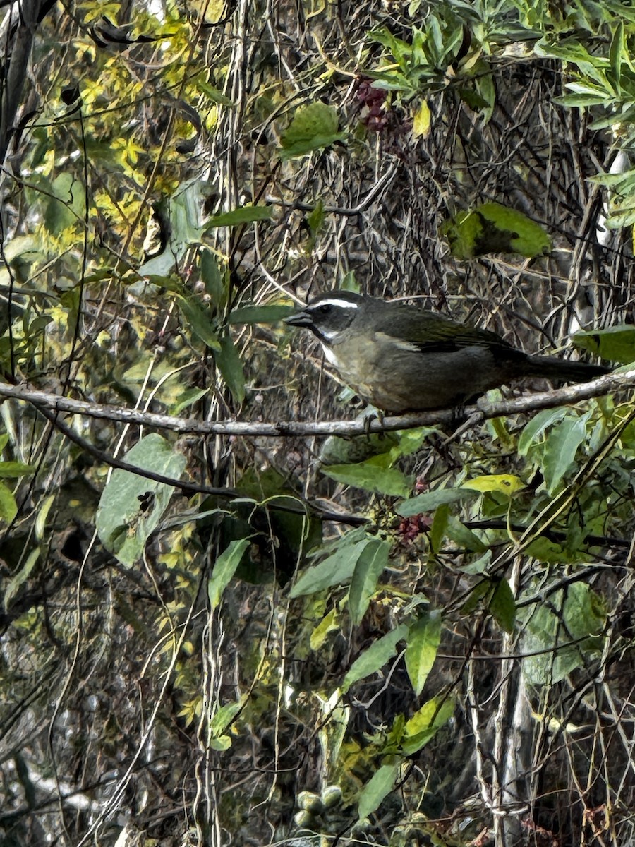Green-winged Saltator - ML638234972