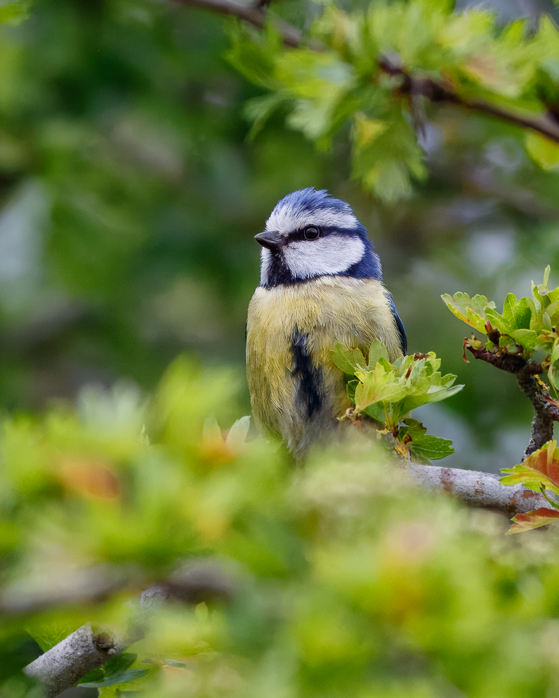 Eurasian Blue Tit - ML638234973