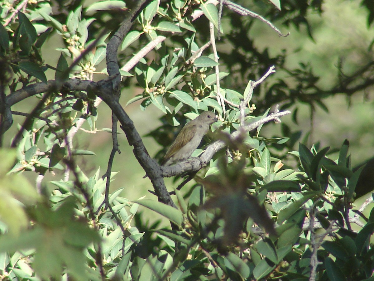 Lesser Honeyguide - ML638234976