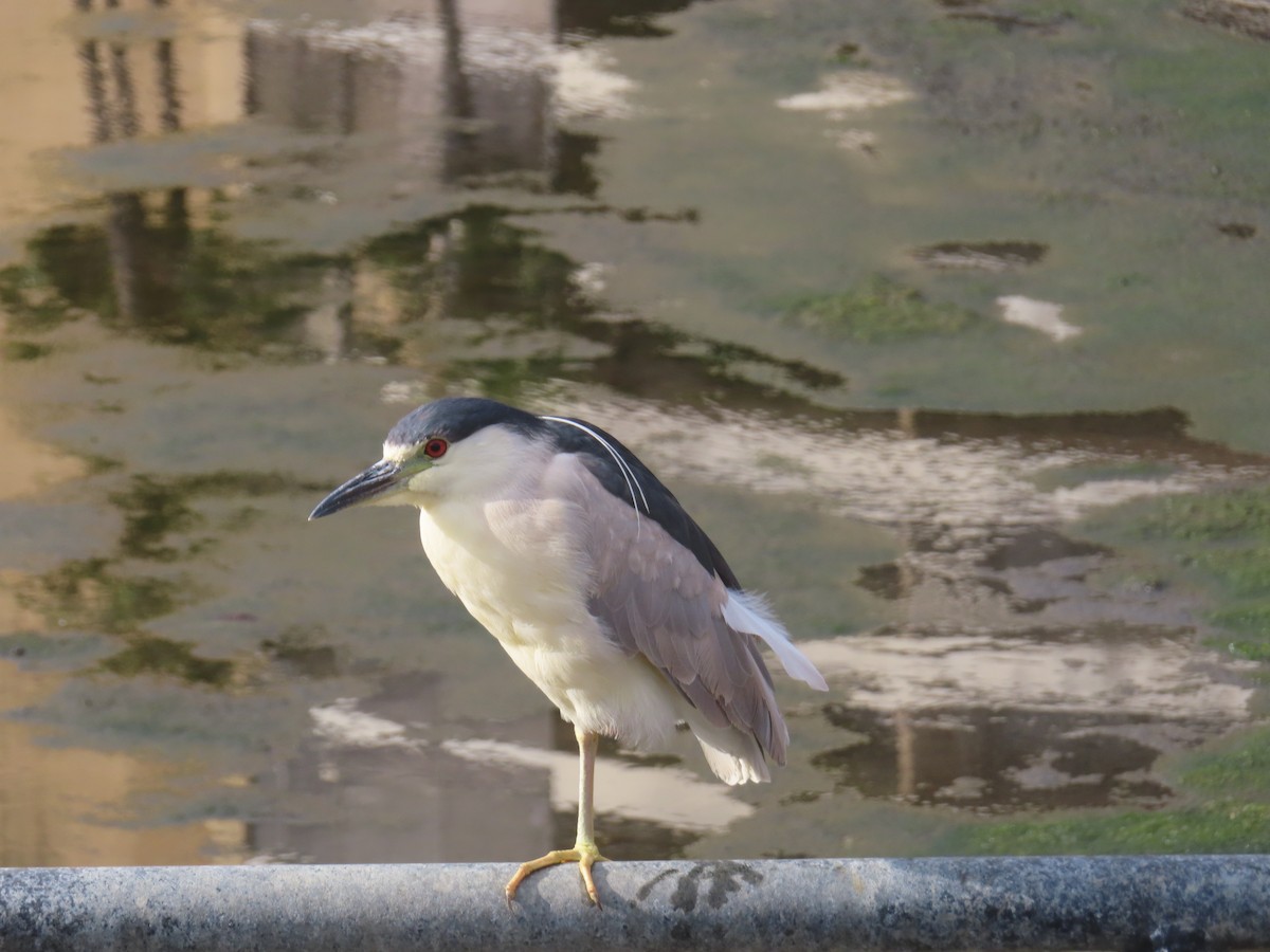 Black-crowned Night Heron - ML638234980
