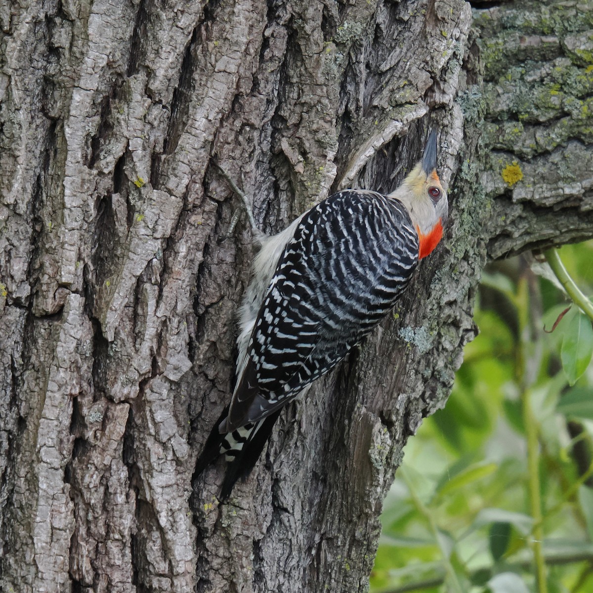 Red-bellied Woodpecker - ML638234988