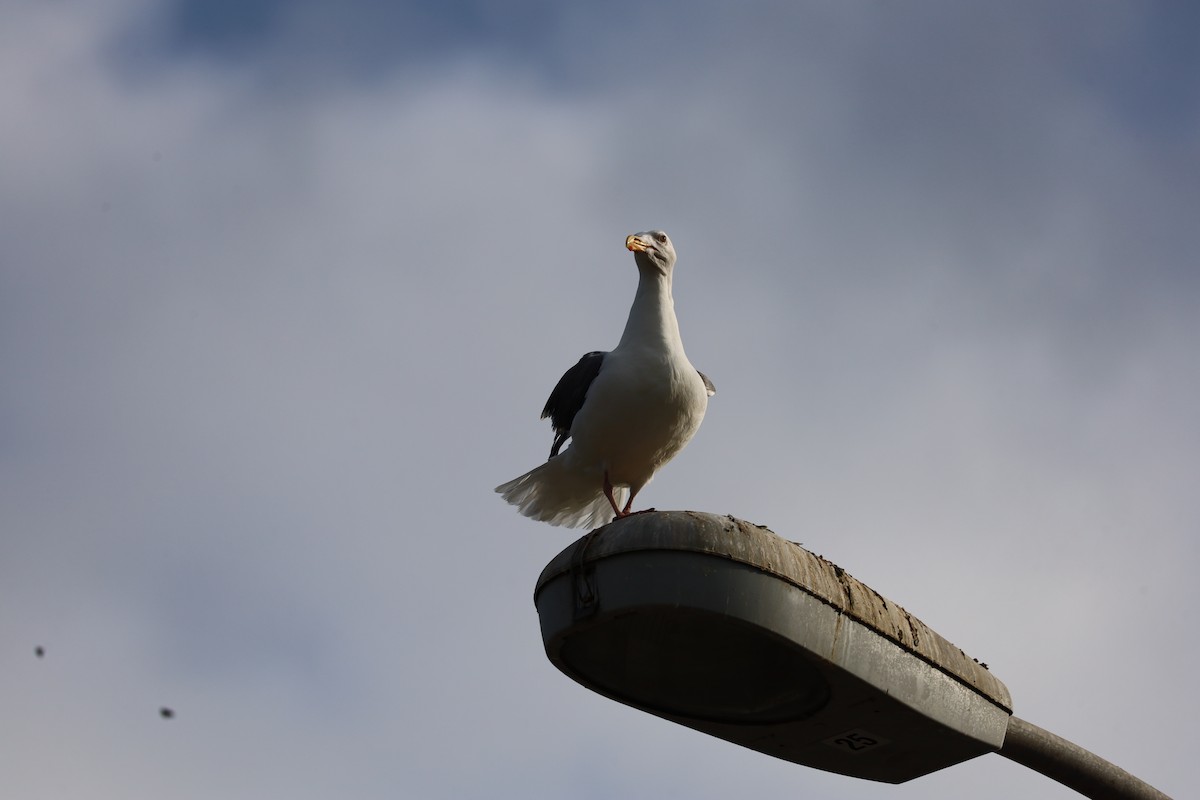 Western Gull - ML638234990