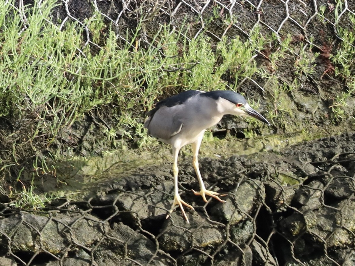 Black-crowned Night Heron - ML638234991