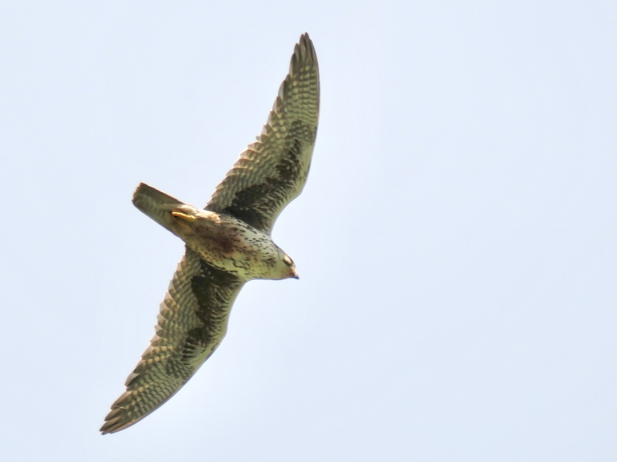 Prairie Falcon - ML638234992