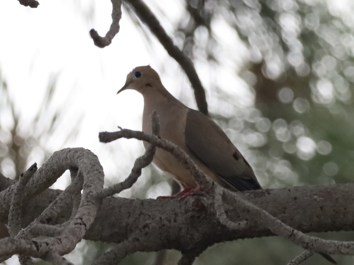 Mourning Dove - ML638235005