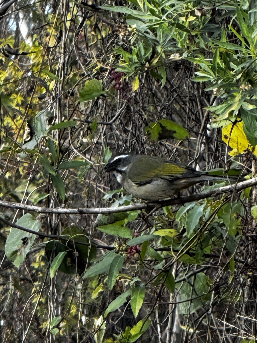 Green-winged Saltator - ML638235008