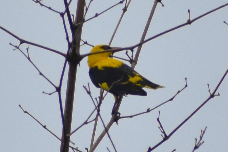 Indian Golden Oriole - ML638235015