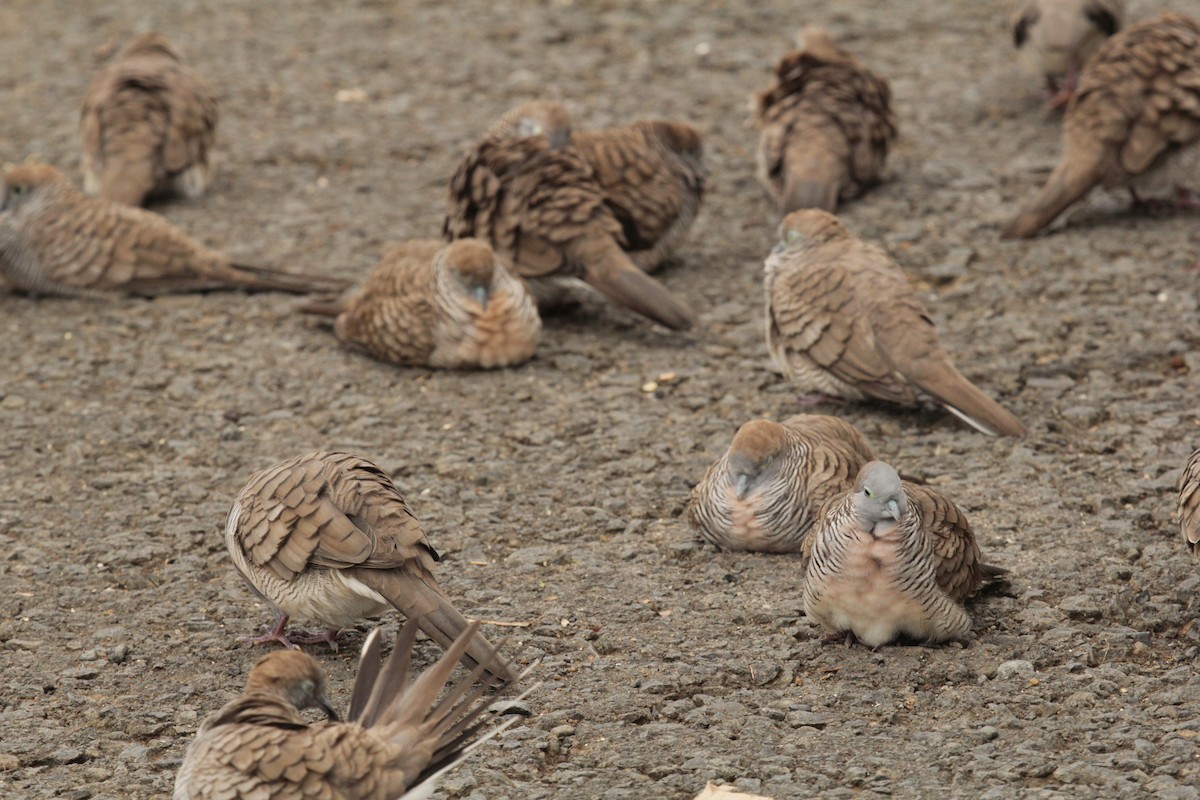 Zebra Dove - ML638235053