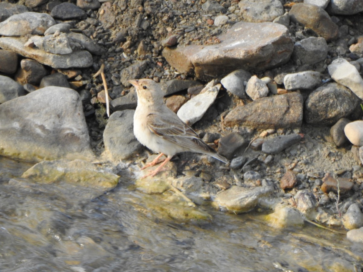Pale Rockfinch - ML638235056