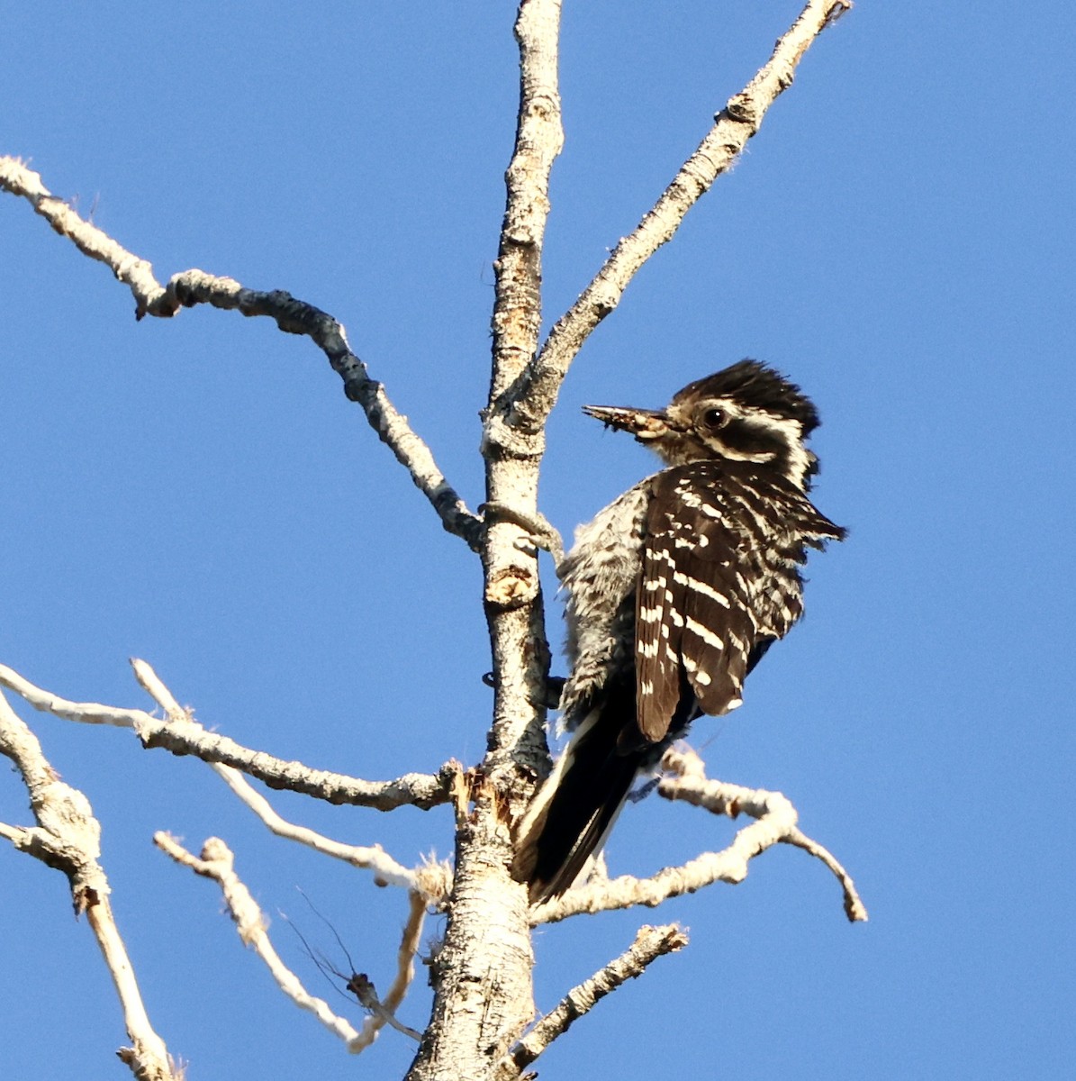 Nuttall's Woodpecker - ML638235059