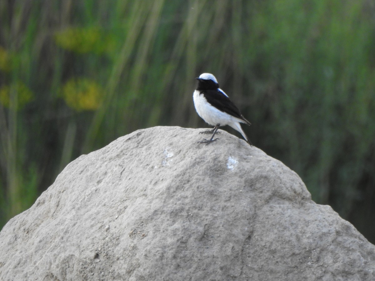 Finsch's Wheatear - ML638235060