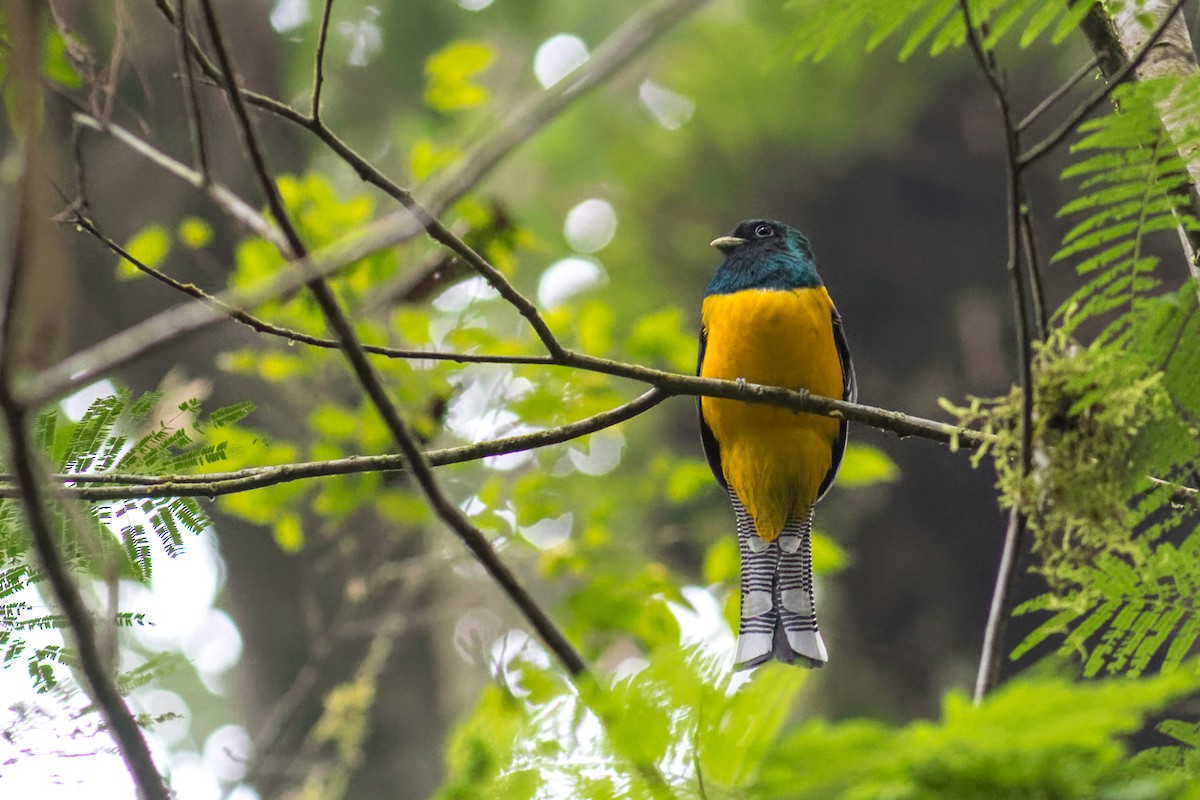 Atlantic Black-throated Trogon - ML638235074