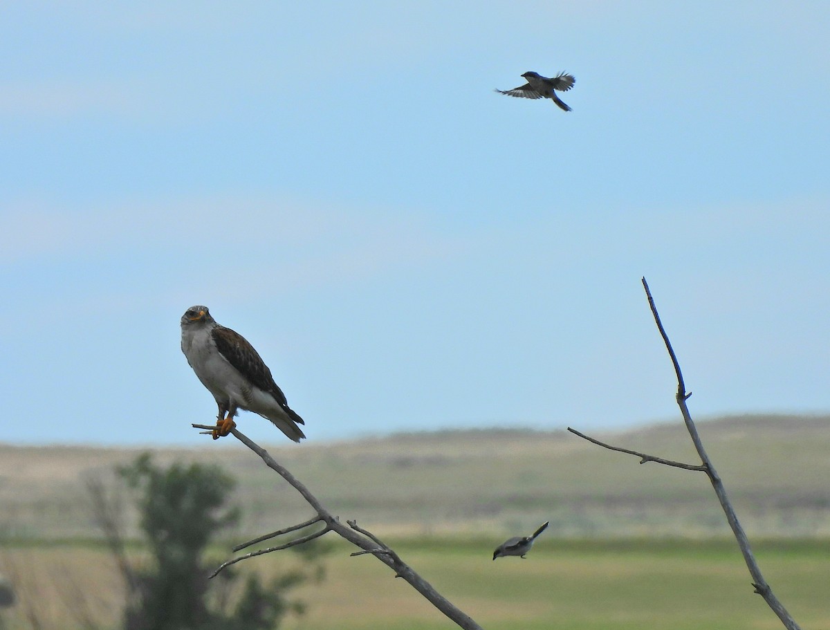 Ferruginous Hawk - ML638235077