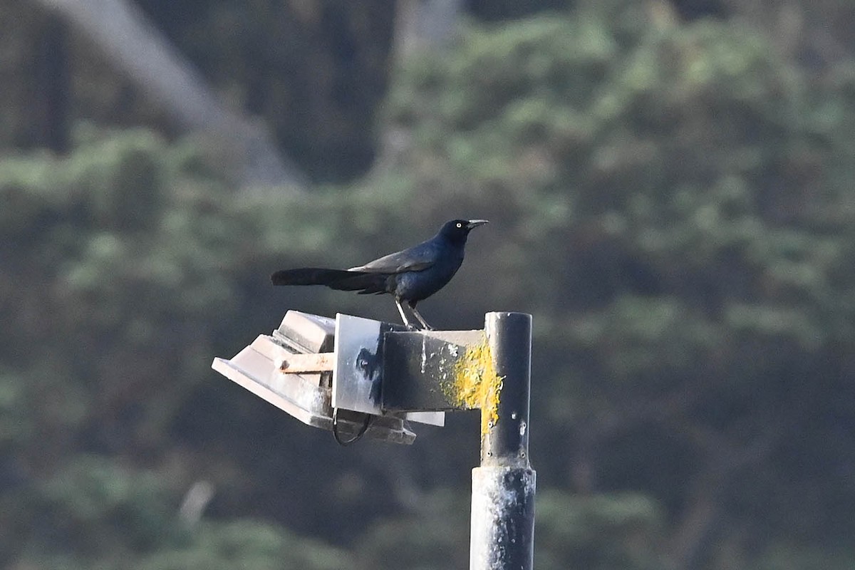 Great-tailed Grackle - ML638235081