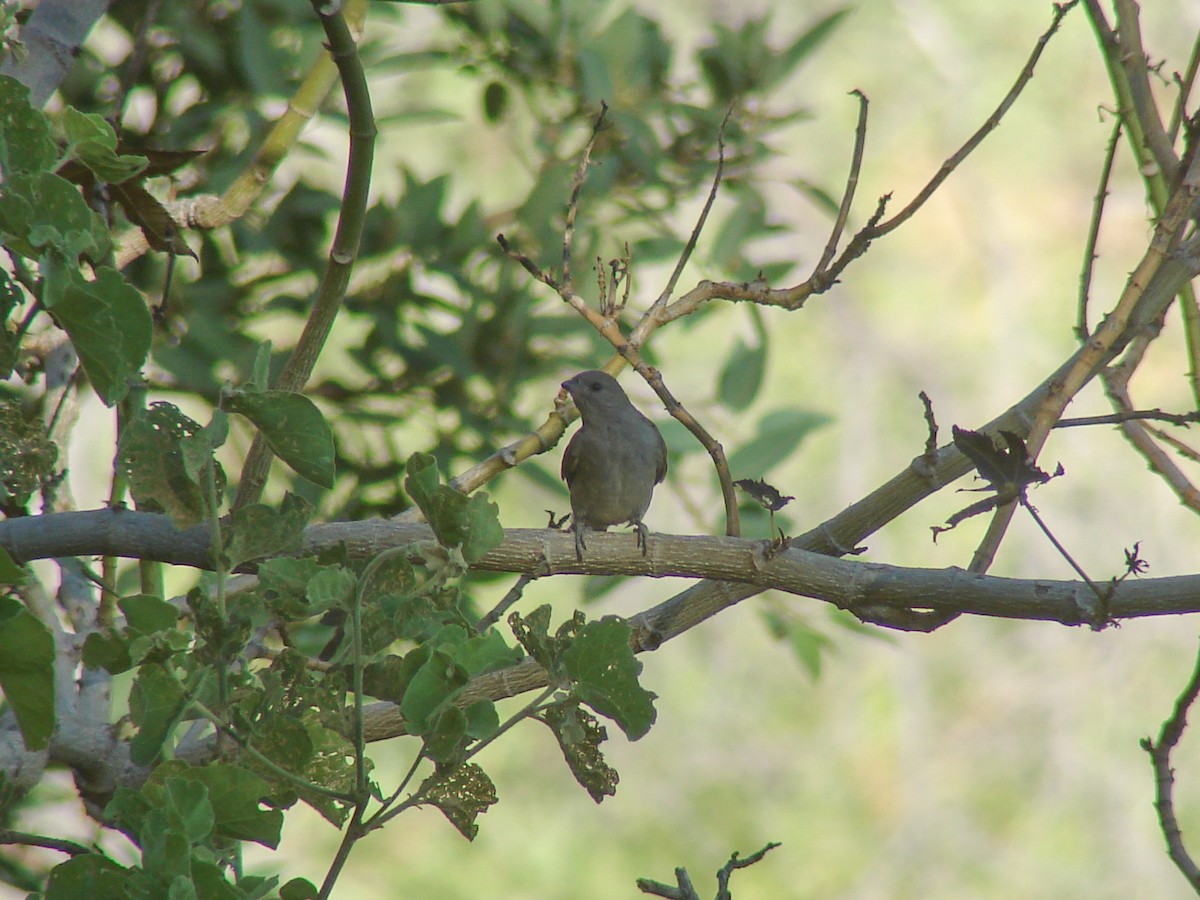 Lesser Honeyguide - ML638235084