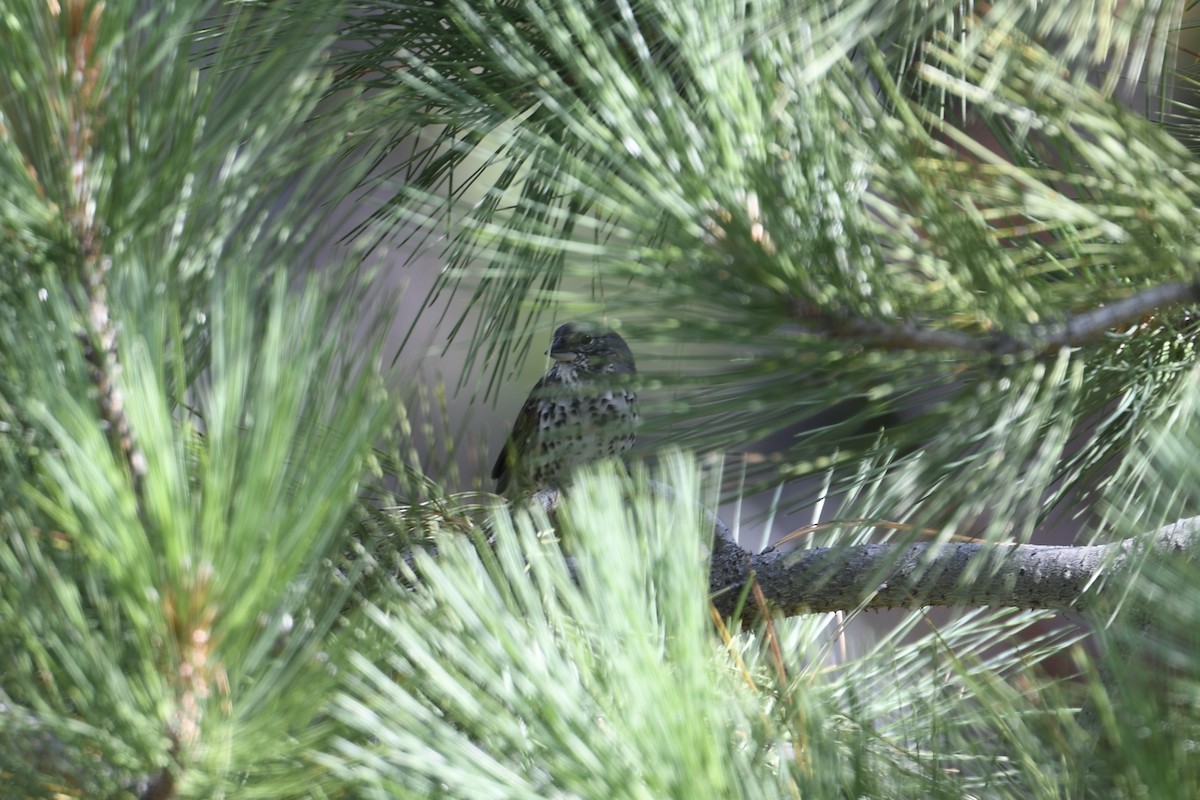 Fox Sparrow (Thick-billed) - ML638235103